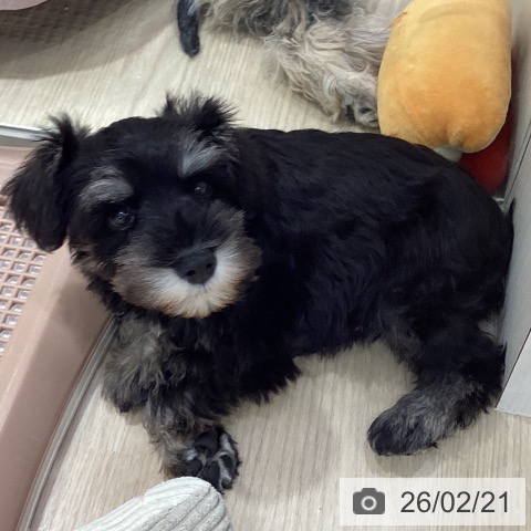 ミニチュア・シュナウザーの写真