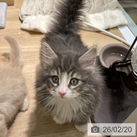 ノルウェージャンフォレストキャットの写真