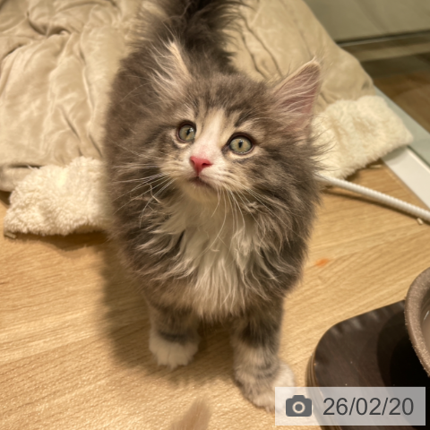 ノルウェージャンフォレストキャットの写真