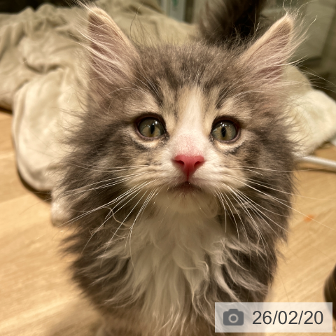 ノルウェージャンフォレストキャットの写真