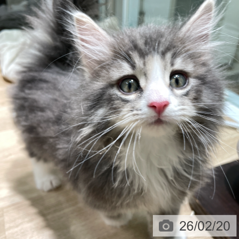 ノルウェージャンフォレストキャットの写真