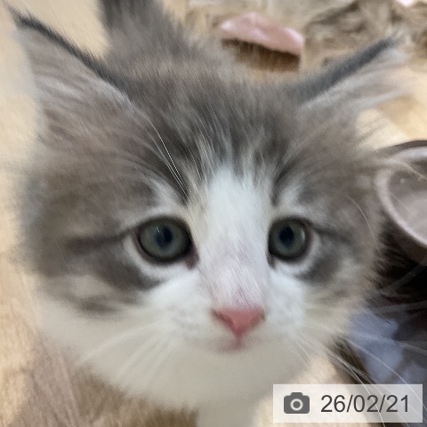 ノルウェージャンフォレストキャットの写真