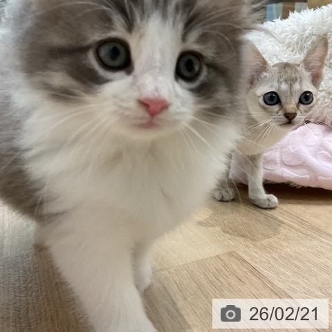 ノルウェージャンフォレストキャットの写真