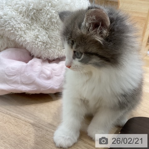 ノルウェージャンフォレストキャットの写真