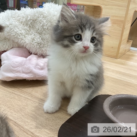 ノルウェージャンフォレストキャットの写真