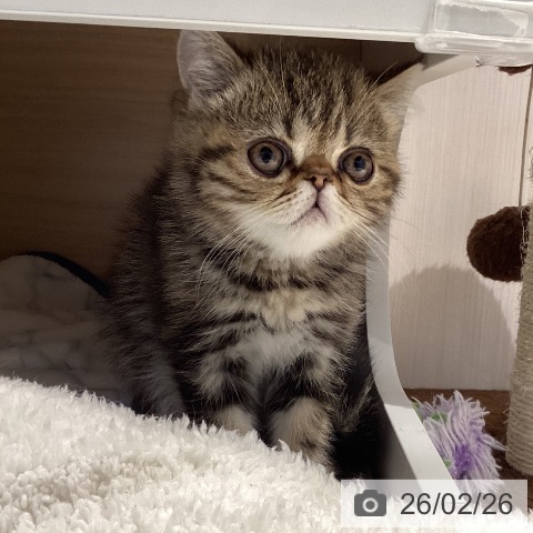 三重県のエキゾチック (ペットプラス 鈴鹿店/2025年12月16日生まれ/男の子/ブラウンタビー)の子猫の4枚目の画像