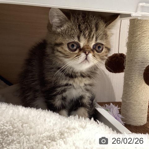 三重県のエキゾチック (ペットプラス 鈴鹿店/2025年12月16日生まれ/男の子/ブラウンタビー)の子猫の3枚目の画像