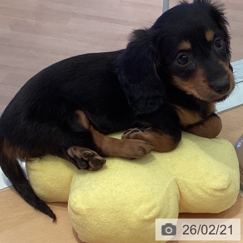 ミニチュア・ダックスフンドの写真