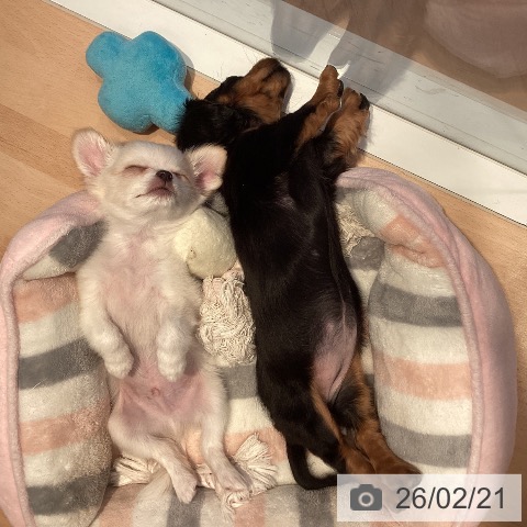 ミニチュア・ダックスフンドの写真