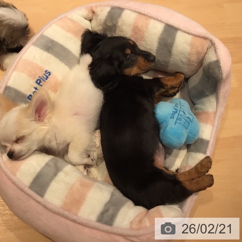 ミニチュア・ダックスフンドの写真