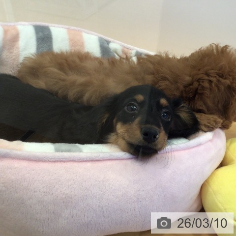 ミニチュア・ダックスフンドの写真