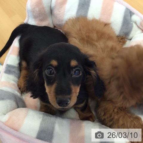 ミニチュア・ダックスフンドの写真