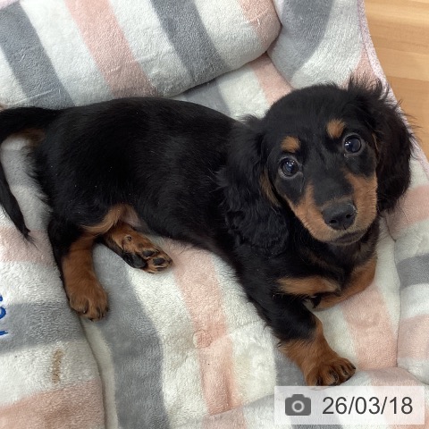 ミニチュア・ダックスフンドの写真