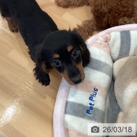 ミニチュア・ダックスフンドの写真