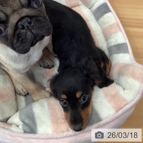 ミニチュア・ダックスフンドの写真