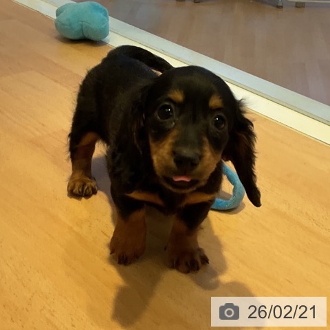 三重県のミニチュアダックスフンド(ロング) (ペットプラス 東員店/2025年12月19日生まれ/女の子/ブラックタン)の子犬の4枚目の画像