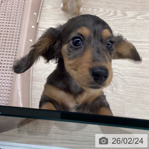 石川県のミニチュアダックスフンド(ロング) (ペットプラス 白山店/2025年12月19日生まれ/女の子/シルバーダップル)の子犬の3枚目の画像