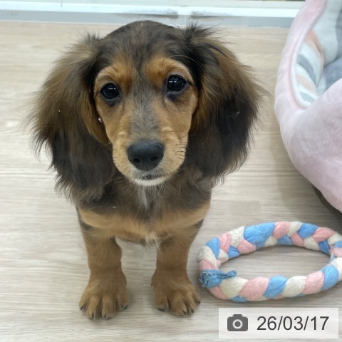 愛知県のミニチュアダックスフンド(ロング) (ペットプラス イオンモール豊川店/2025年12月19日生まれ/女の子/シルバーダップル)の子犬の4枚目の画像