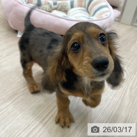 愛知県のミニチュアダックスフンド(ロング) (ペットプラス イオンモール豊川店/2025年12月19日生まれ/女の子/シルバーダップル)の子犬の3枚目の画像