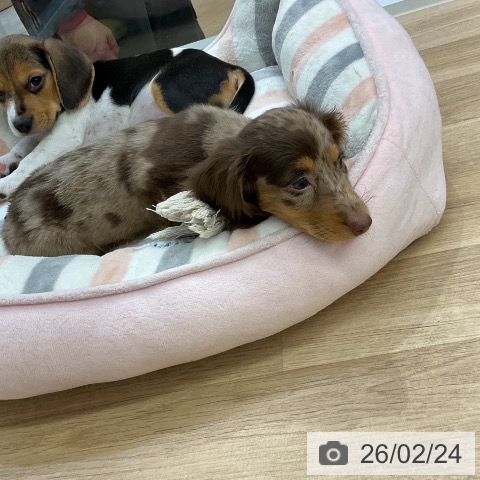 愛知県のミニチュアダックスフンド(ロング) (ペットプラス mozoワンダーシティ店/2025年12月19日生まれ/女の子/チョコレートダップル)の子犬の4枚目の画像