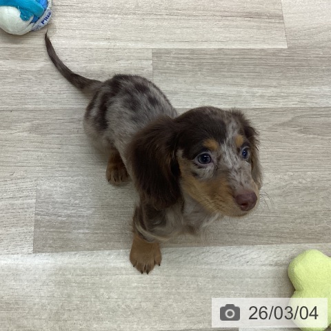 愛知県のミニチュアダックスフンド(ロング) (ペットプラス mozoワンダーシティ店/2025年12月19日生まれ/女の子/チョコレートダップル)の子犬の3枚目の画像