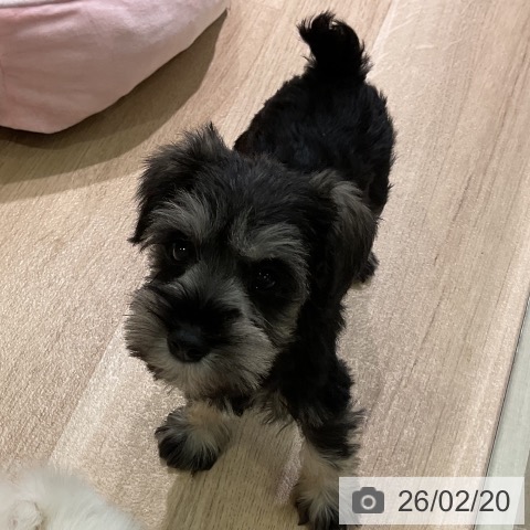 ミニチュア・シュナウザーの写真