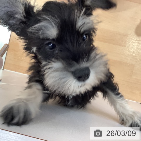 ミニチュア・シュナウザーの写真