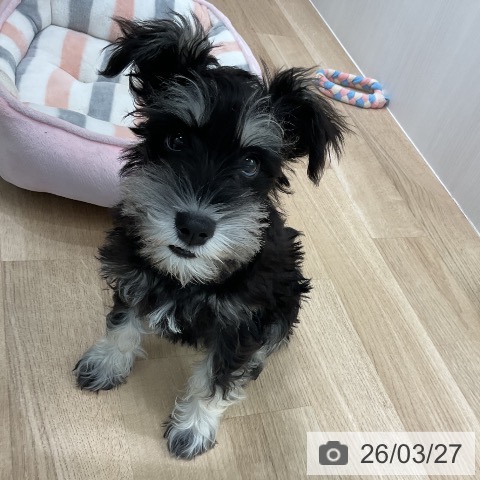 ミニチュア・シュナウザーの写真