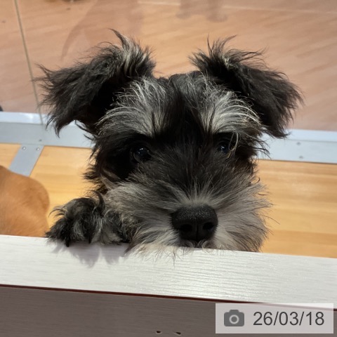 愛知県のミニチュアシュナウザー (ペットプラス 熱田店/2025年12月21日生まれ/女の子/ブラックシルバー)の子犬の4枚目の画像