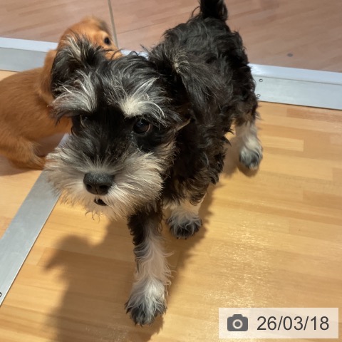 愛知県のミニチュアシュナウザー (ペットプラス 熱田店/2025年12月21日生まれ/女の子/ブラックシルバー)の子犬の3枚目の画像