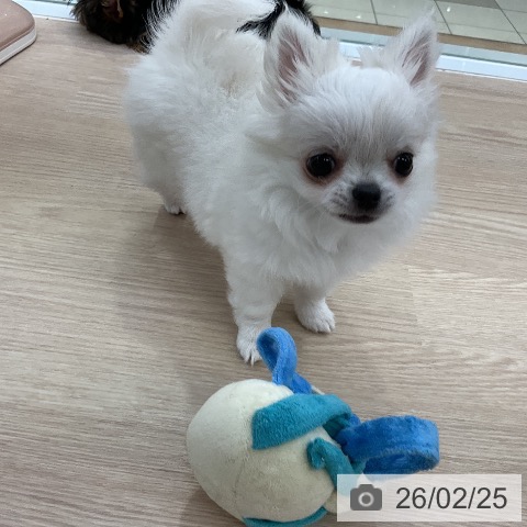 愛知県のチワワ(ロング) (ペットプラス ナゴヤドーム前店/2025年12月19日生まれ/女の子/ホワイトクリーム)の子犬の3枚目の画像