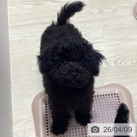 愛知県のトイプードル(トイ) (ペットプラス イオンモール長久手店/2025年12月22日生まれ/男の子/ブラック)の子犬の4枚目の画像