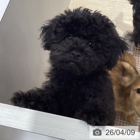 愛知県のトイプードル(トイ) (ペットプラス イオンモール長久手店/2025年12月22日生まれ/男の子/ブラック)の子犬の3枚目の画像