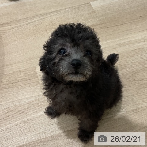 三重県のトイプードル(トイ) (ペットプラス 鈴鹿店/2025年12月22日生まれ/女の子/シルバー)の子犬の4枚目の画像