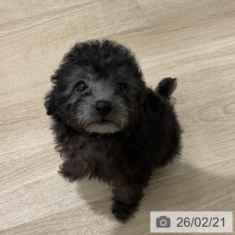 三重県のトイプードル(トイ) (ペットプラス 鈴鹿店/2025年12月22日生まれ/女の子/シルバー)の子犬の3枚目の画像