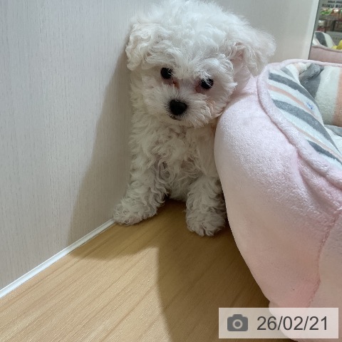 ビション・フリーゼの写真