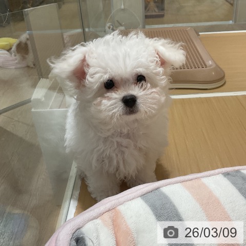 ビション・フリーゼの写真