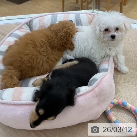 ビション・フリーゼの写真