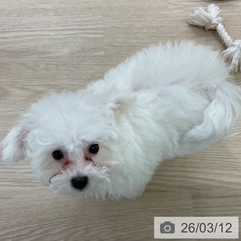 ビション・フリーゼの写真