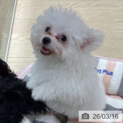 ビション・フリーゼの写真