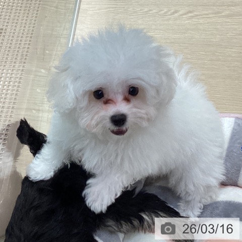 ビション・フリーゼの写真