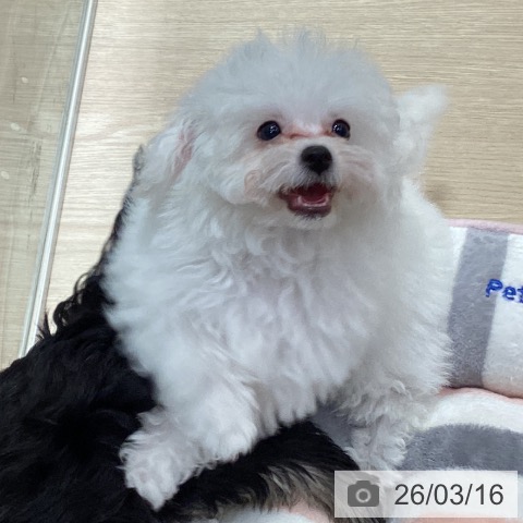 ビション・フリーゼの写真