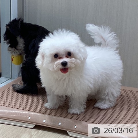 ビション・フリーゼの写真