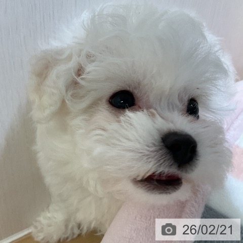 ビション・フリーゼの写真