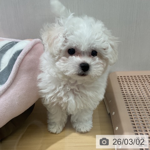 愛知県のビションフリーゼ (ペットプラス ナゴヤドーム前店/2025年12月21日生まれ/男の子/ホワイト)の子犬の3枚目の画像