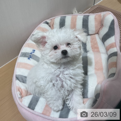 愛知県のビションフリーゼ (ペットプラス イオンモール長久手店/2025年12月21日生まれ/男の子/ホワイト)の子犬の3枚目の画像