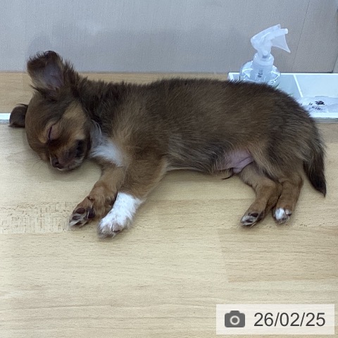 三重県のチワワ(ロング) (ペットプラス 津南店/2025年12月19日生まれ/男の子/チョコレートフォーンホワイト)の子犬の3枚目の画像