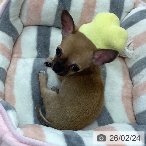三重県のチワワ(ロング) (ペットプラス 津南店/2025年12月19日生まれ/男の子/フォーン)の子犬の3枚目の画像