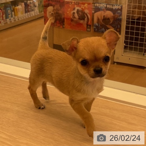 福井県のチワワ(ロング) (ペットプラス 福井店/2025年12月19日生まれ/女の子/フォーン)の子犬の4枚目の画像