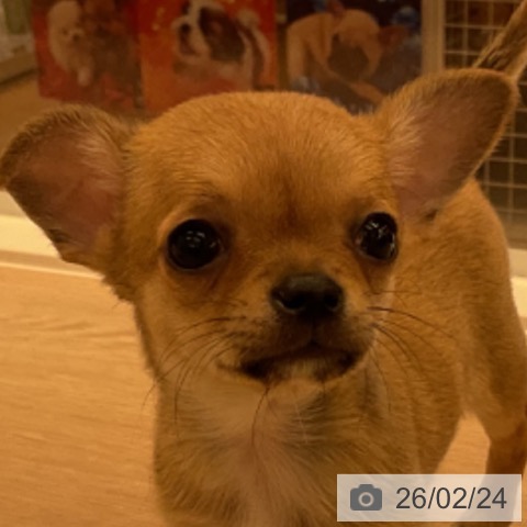 福井県のチワワ(ロング) (ペットプラス 福井店/2025年12月19日生まれ/女の子/フォーン)の子犬の3枚目の画像